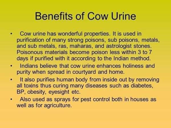 Benefits%20of%20cow%20urine